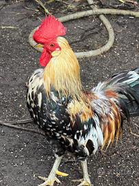 Galletti titina