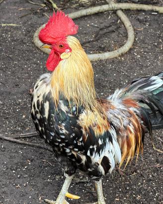 Galletti titina