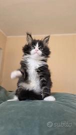 Cucciolo Maine Coon