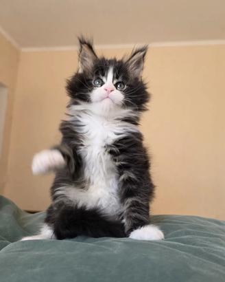 Cucciolo Maine Coon