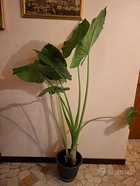 Pianta di Alocasia 
