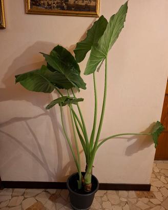 Pianta di Alocasia 