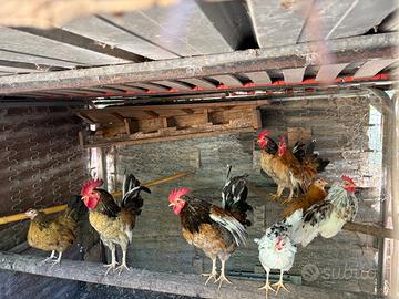 Galline nane