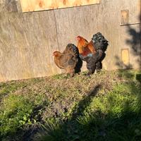 Brahma Perniciato Maglie nere