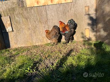 Brahma Perniciato Maglie nere