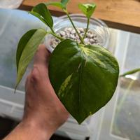 epipremnum aureum (photos) 