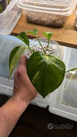 epipremnum aureum (photos) 