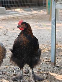 Pollo Marans