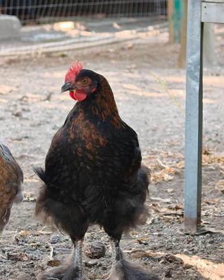 Pollo Marans