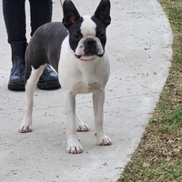 Boston terrier