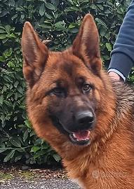 Pastore tedesco femmina