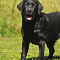 Femmina di Labrador