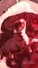 Cuccioli bovaro del bernese