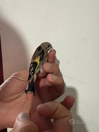 Cardellino
