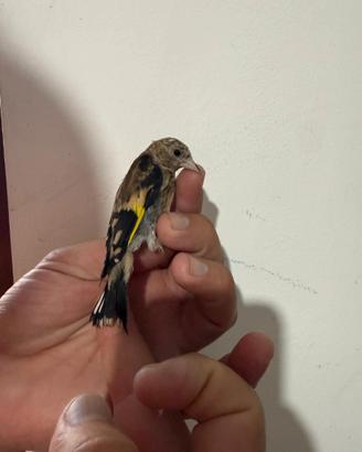 Cardellino