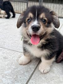 Welsh Corgi pembroke