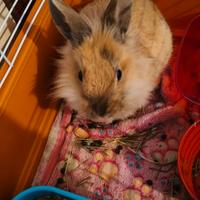 Coniglio nano testa di leone