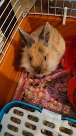 Coniglio nano testa di leone