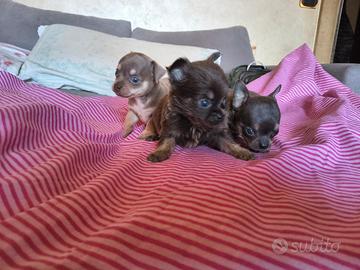 Chihuahua Toy con pedigree Enci