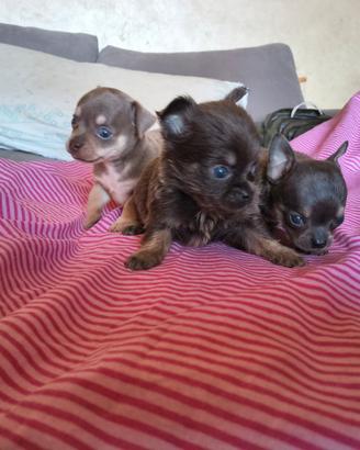 Chihuahua Toy con pedigree Enci