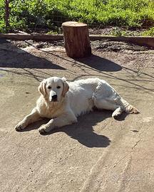 Cucciolona di Golden Retriever