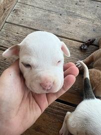 Cucciolo Pitbull UKC femmina