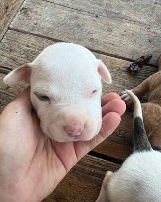 Cucciolo Pitbull UKC femmina