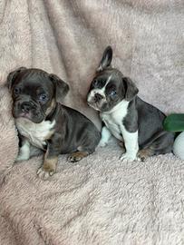 Bulldog francese