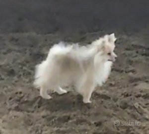 Pomerania mini toy