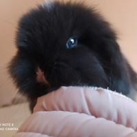 Ariete nano / mini lop