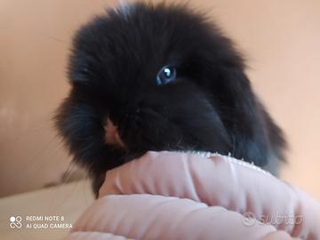 Ariete nano / mini lop