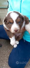 Cuccioli Pastore australiano