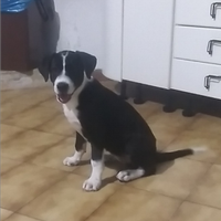 Cane meticcio cucciolo