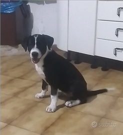 Cane meticcio cucciolo