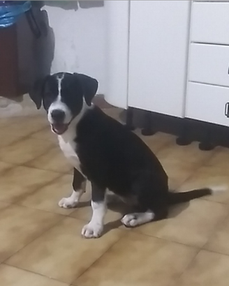 Cane meticcio cucciolo