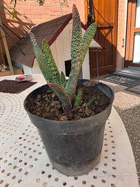 gasteria maculata