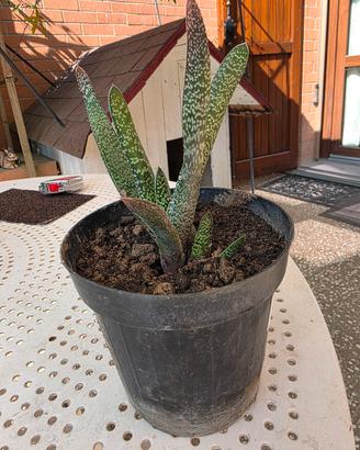 gasteria maculata