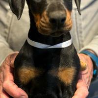 Dobermann Cuccioli