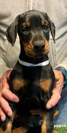 Dobermann Cuccioli