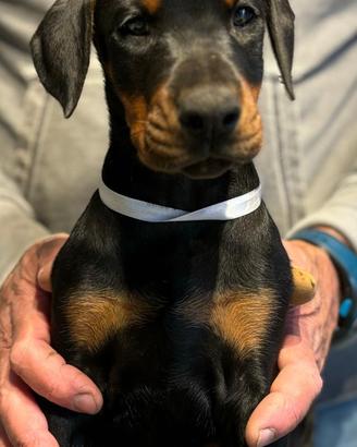 Dobermann Cuccioli