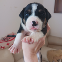 Cucciolo amstaff