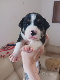 Cucciolo amstaff