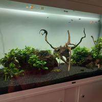 Acquario 240 litri
