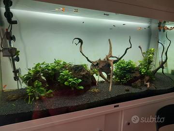 Acquario 240 litri