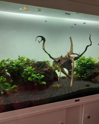 Acquario 240 litri