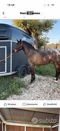 Cavallo Appaloosa