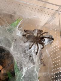 Ragno tarantola pterinochilus murinus orange