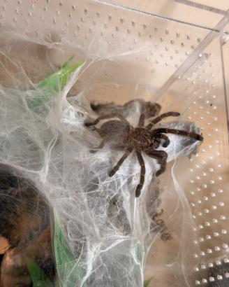 Ragno tarantola pterinochilus murinus orange