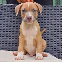 Cuccioli Pitbull Ukc