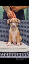 Cuccioli Pitbull Ukc